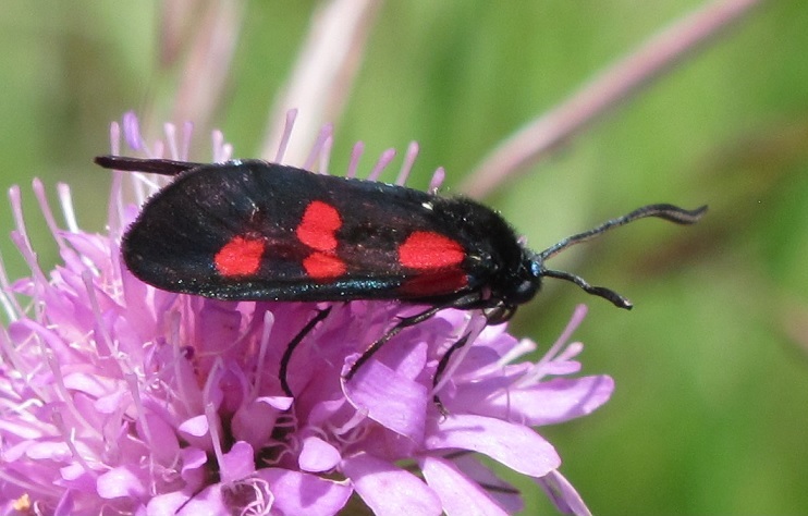 Zygaena lonicerae? No, filipendulae